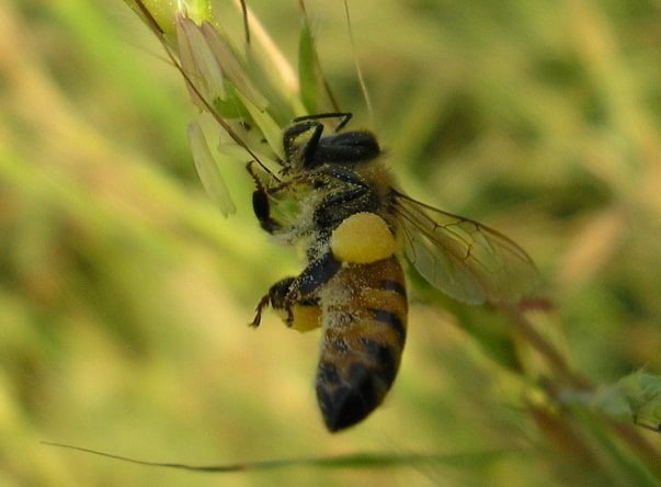 Redução de habitats naturais, mudanças no clima, proliferação de pragas e avanço de monoculturas são algumas causas associadas à DCC.