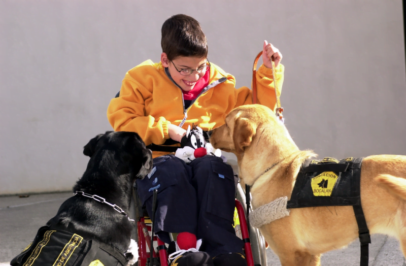 A Fundação Bocalan treina cães para assistência terapêutica para diversos comprometimentos.