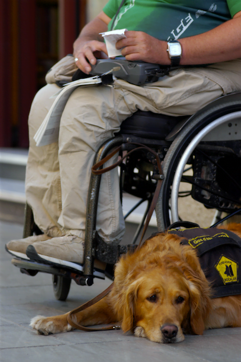 O cão de assistência para cadeirantes pode abrir portas, alertar passantes e muito mais.