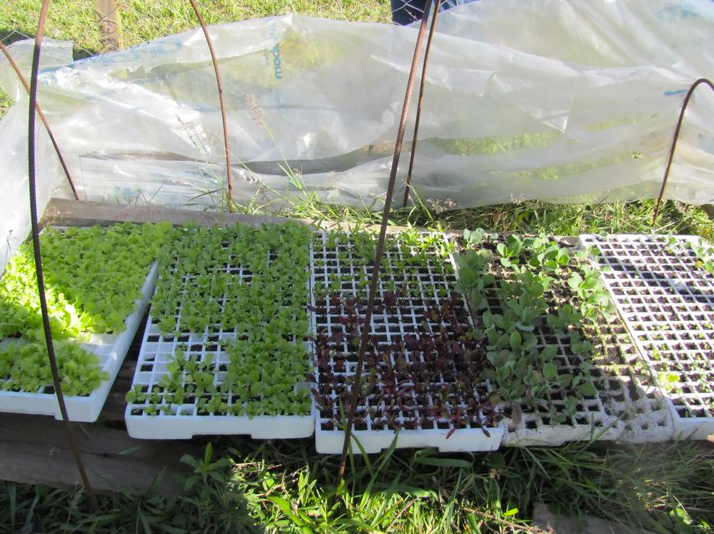 A Tribo Viva tem uma parceria com o grupo Mulheres da Terra, um assentamento em Viamão, nas proximidades de Porto Alegre, gerenciado por mulheres agricultoras de orgânicos.