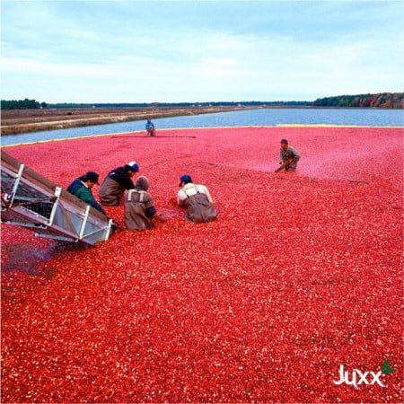 Produção de Cranberry no Chile
