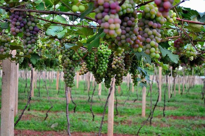 A vinícola de Roberto ocupa 15 hectares, na região de Ribeirão Preto.