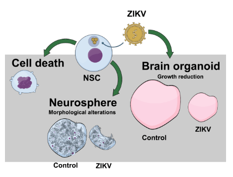 Um dos gráficos mais famosos sobre a relação do vírus Zika e a microcefalia circulando pela web é do Mind the Graph