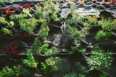 Detalhe da "cama" que recebe as plantas próprias para viver em encostas e pedras (foto: Felipe Gabriel).