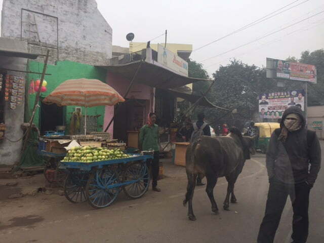 Pessoas e vacas sagradas em harmonia em Délhi.