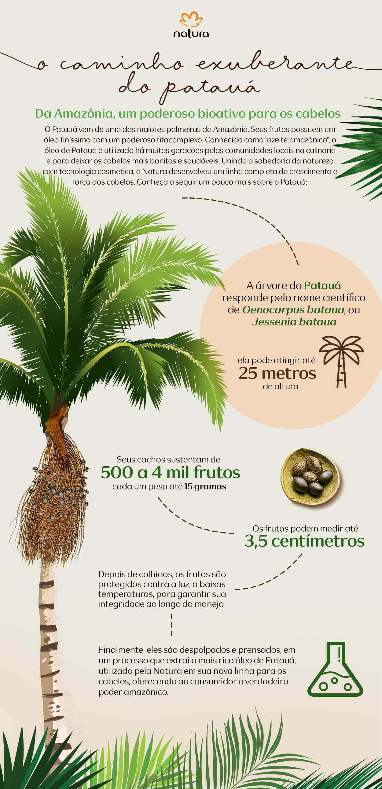 infográfico_patauá_palmeira_v6