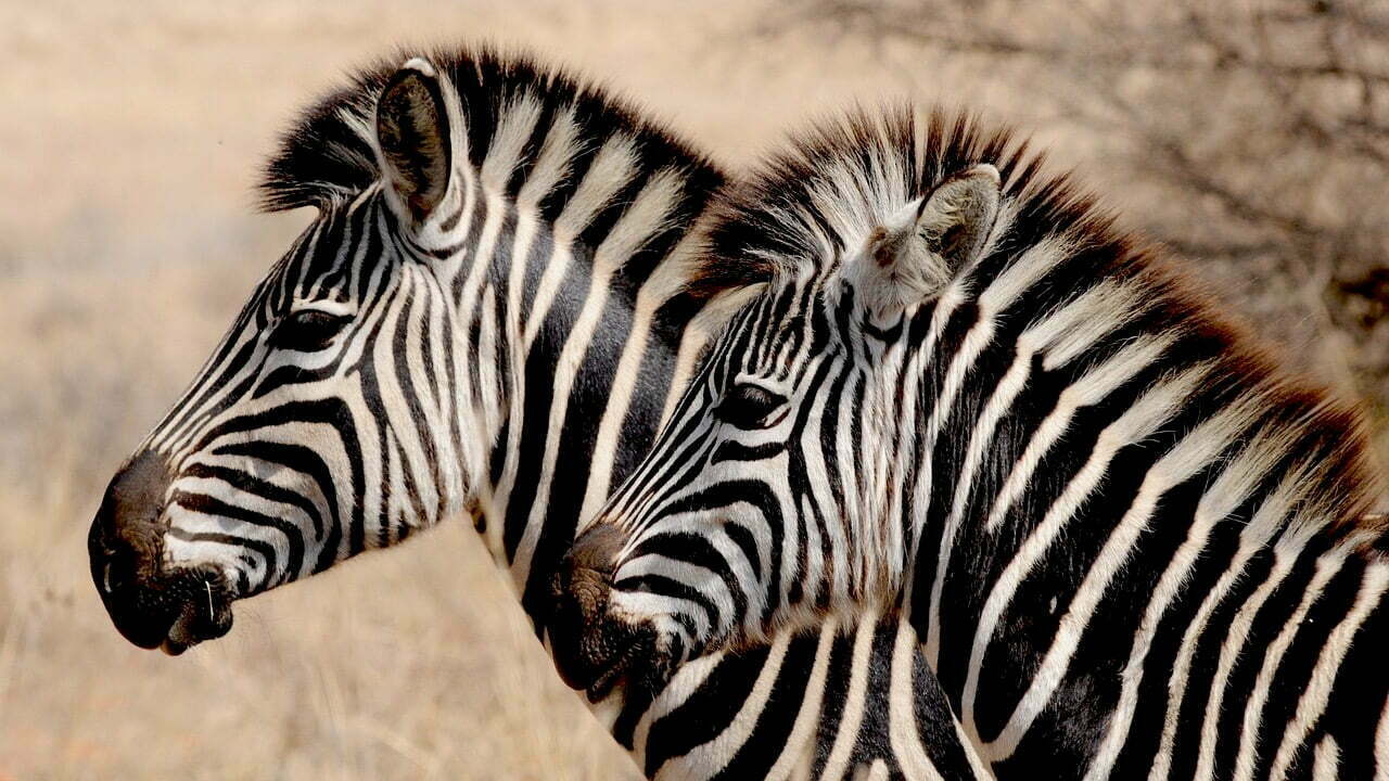 Com zebras e unicórnios coexistindo, o ecossistema empreendedor só tem a ganhar (Imagem: Pixabay/Reprodução).