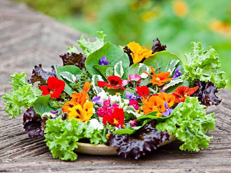 Parece um buquê de flores, mas são temperos não convencionais que Carol, do Minhas Plantas, apresenta ao seu público.