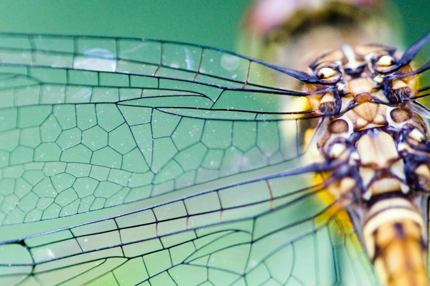 A libélula é um exemplo da aplicação da Biomimética. Seu movimento inspirou o estudo de micro veículos aéreos não tripulados.