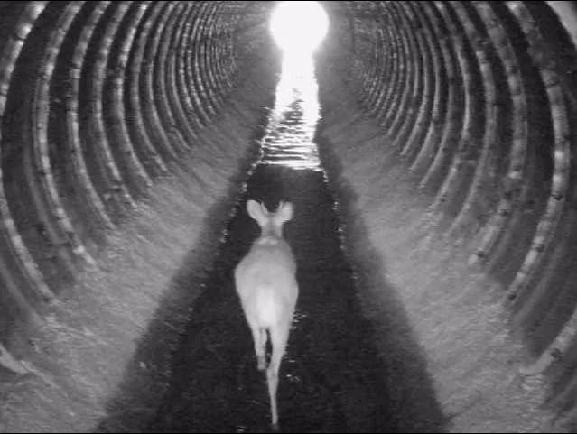 Imagem capturada pelas câmeras da ViaFAUNA de um animal fazendo travessia por um túnel.