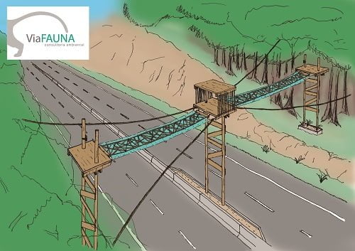 Ilustração de como será a passagem para primatas planejada pela ViaFAUNA para uma rodovia do Rio de Janeiro.
