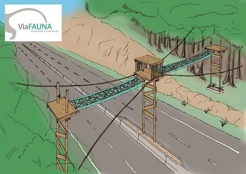 Ilustração de como será a passagem para primatas planejada pela ViaFAUNA para uma rodovia do Rio de Janeiro.
