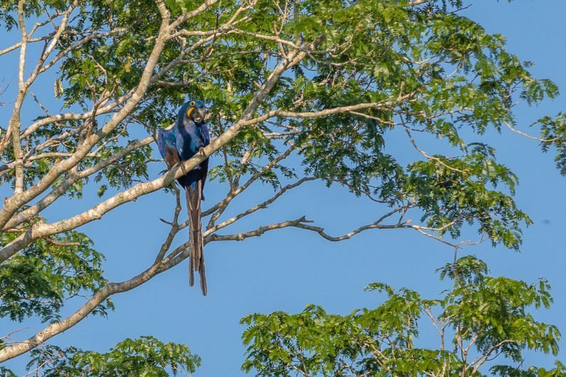 Arara Azul no Refúgio Ecológico Caiman, no Pantanal