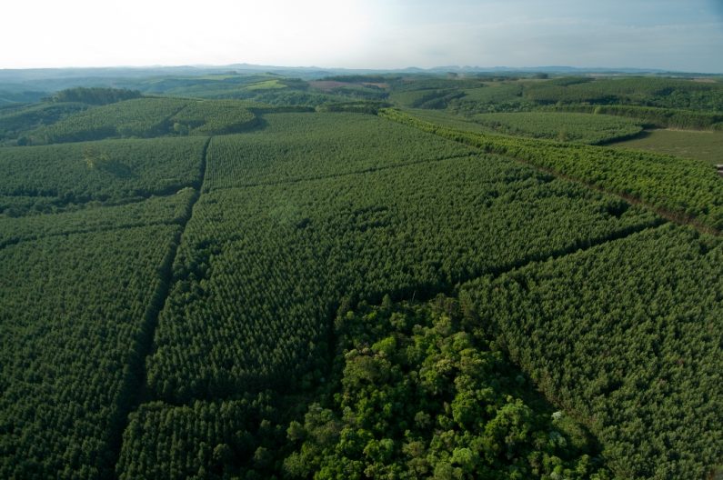 klabin floresta telêmaco borba