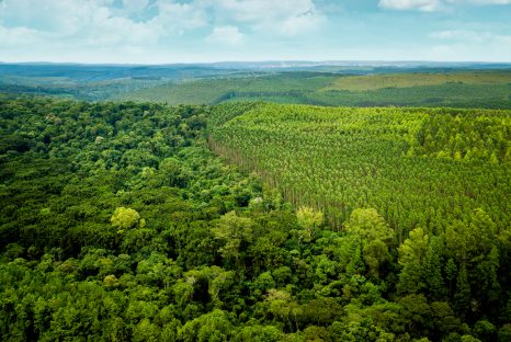 Floresta em mosaico da Klabin no Paraná