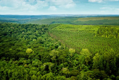 Floresta em mosaico da Klabin no Paraná