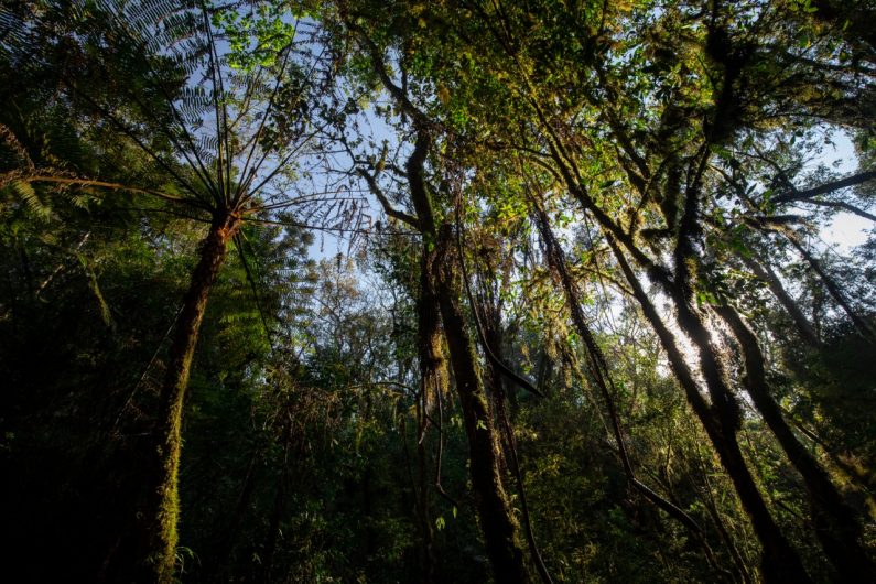 Parque Ecológico Klabin - Telêmaco Borba